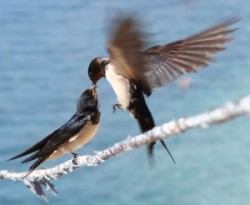 1363239_swallow_feeding