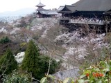 清水寺　桜