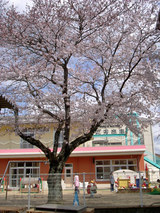 桜　保育園