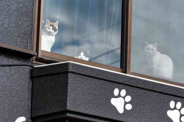 外壁屋根塗装工事　猫好き憧れ　猫ちゃん模様の家
