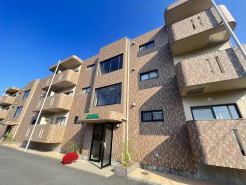 エスハート杉 303 